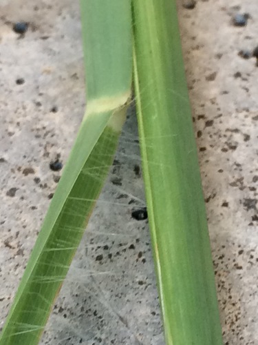 Chloris radiata