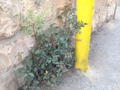 Pistacia terebinthus palaestina