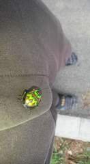 Poecilocoris splendidulus