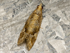 Euphona euphona