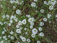 Lobularia maritima