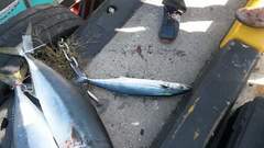 Scomberomorus niphonius