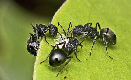 Northern Sharkfinned Dolly Ant photo 3