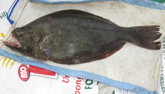 Psettodes erumei