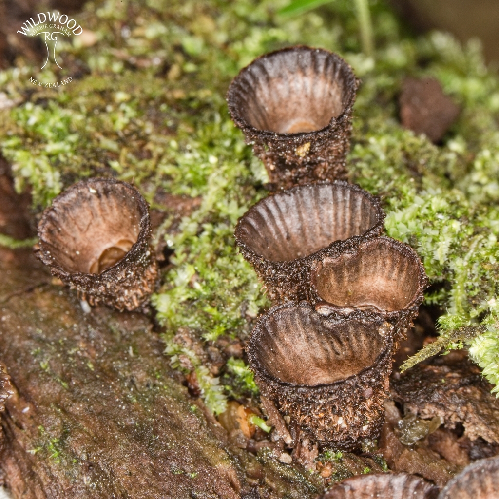 Cyathus novae-zeelandiae