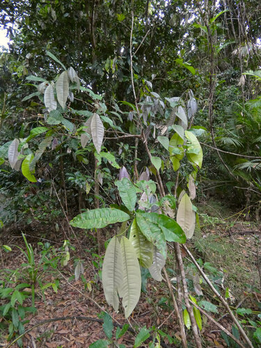 Daintree penda (Lindsayomyrtus racemoides)
