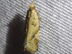Euphona euphona