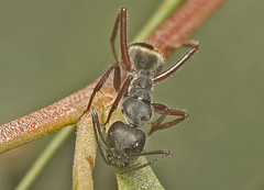 Camponotus suffusus bendigensis