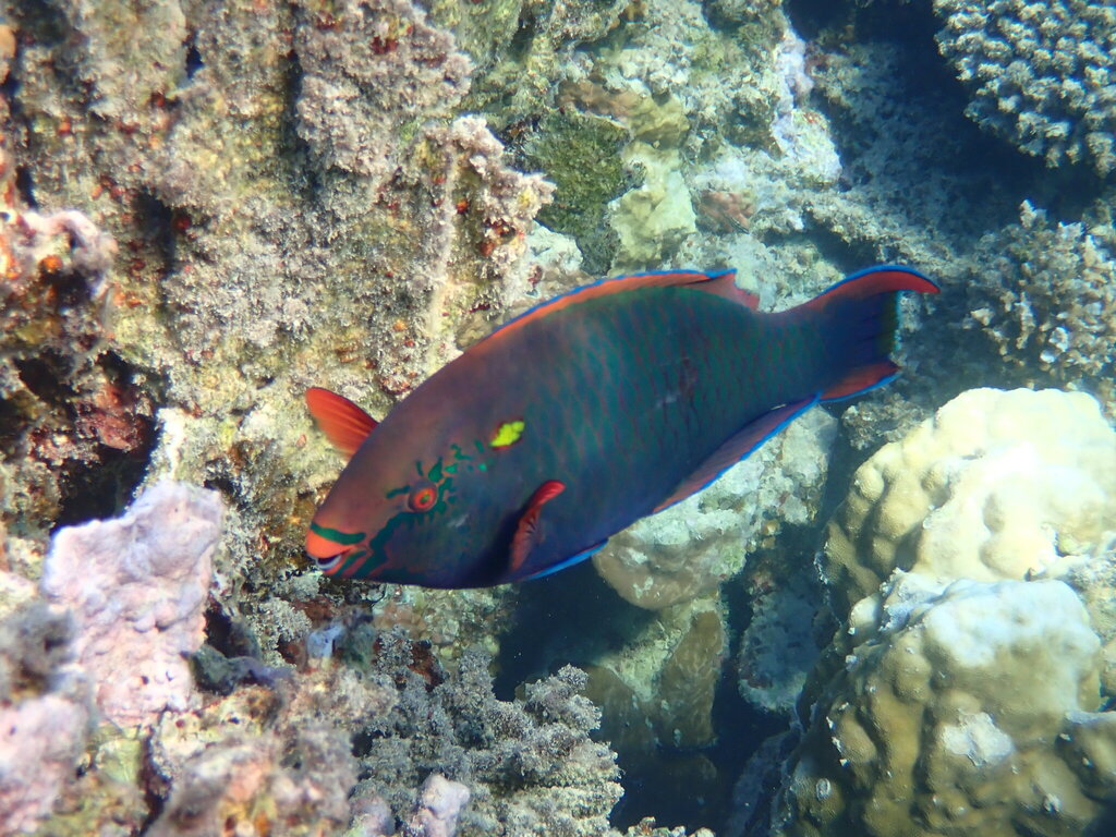Dusky parrotfish (Scarus niger) — Scaridae