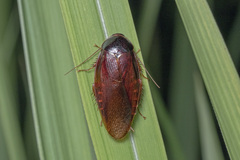 Pycnoscelus striata