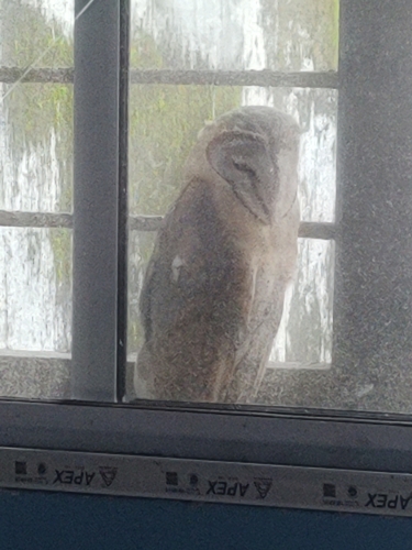 Eastern Barn Owl