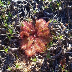 Drosera rosulata