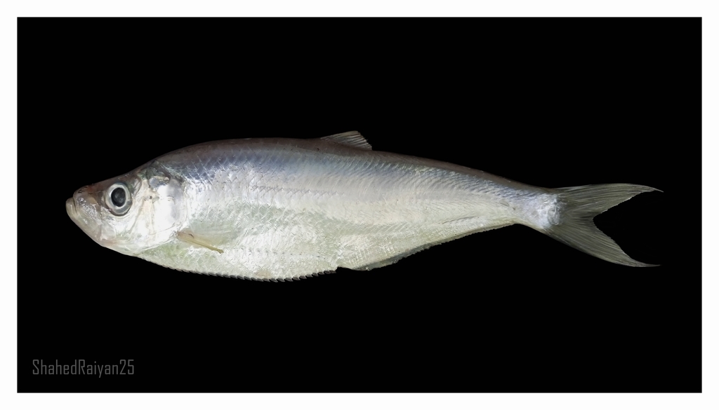 Coromandel Ilisha