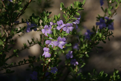 Leucophyllum laevigatum
