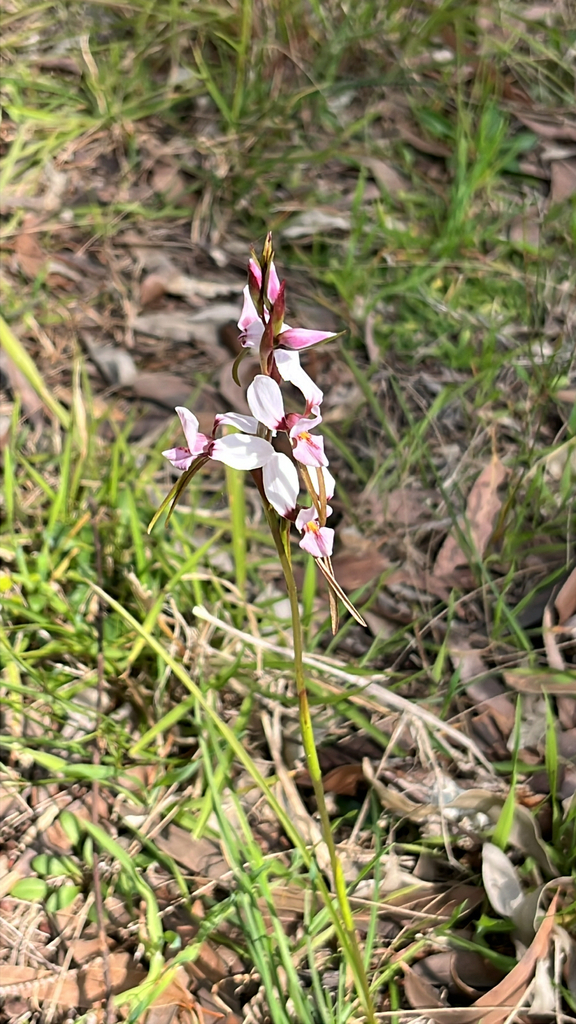 Diuris arenaria