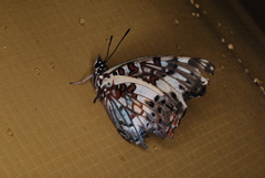 Charaxes etesipe etesipe