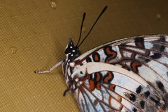 Charaxes etesipe etesipe