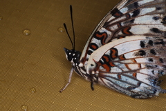 Charaxes etesipe etesipe
