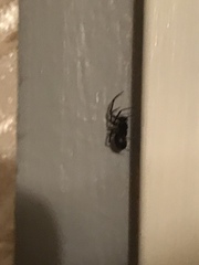 Araneae