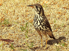 Turdus litsitsirupa