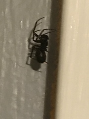 Araneae