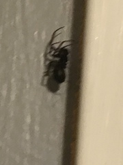 Araneae