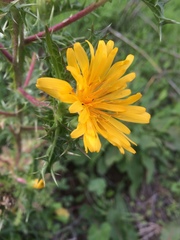 Scolymus