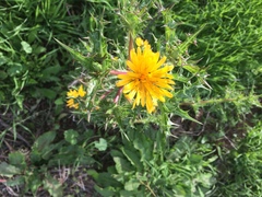 Scolymus