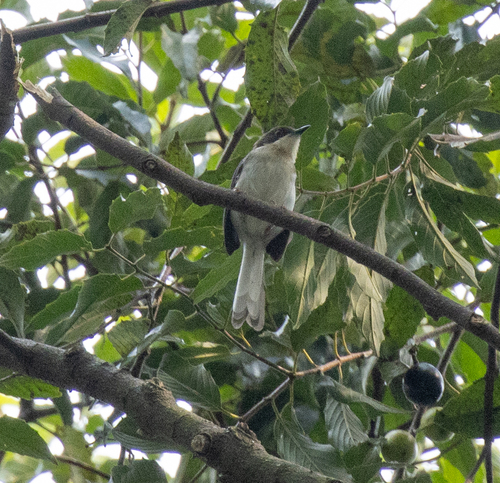 Buff-throated Apalis (Apalis rufogularis), photo 6