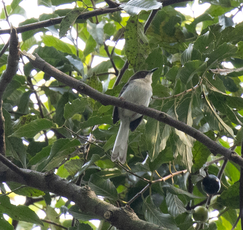 Buff-throated Apalis (Apalis rufogularis), photo 6