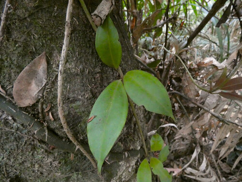 Medinilla balls-headleyi observed 2025-09-01