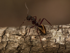 Dolichoderus extensispinus