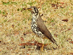 Turdus litsitsirupa