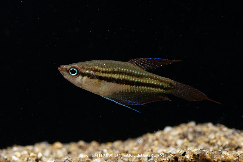 Threestripe croaking gourami (Trichopsis schalleri) — Osphronemidae