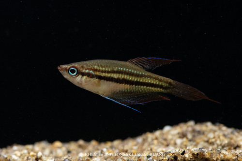 Threestripe croaking gourami (Trichopsis schalleri) — Osphronemidae