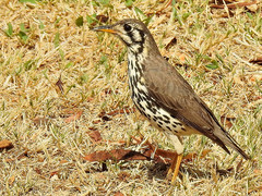 Turdus litsitsirupa