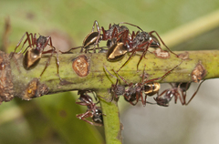 Dolichoderus extensispinus