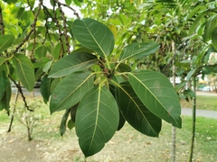Ficus benghalensis