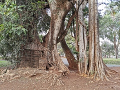 Ficus benghalensis