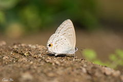 Catochrysops panormus exiguus