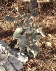 Pistacia terebinthus palaestina