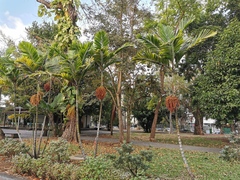 Dypsis lutescens