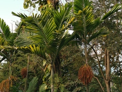 Dypsis lutescens