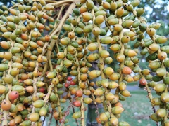 Dypsis lutescens