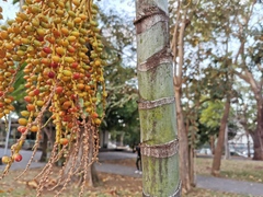 Dypsis lutescens