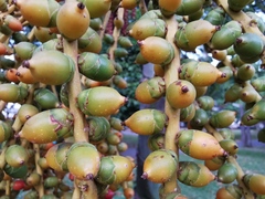 Dypsis lutescens