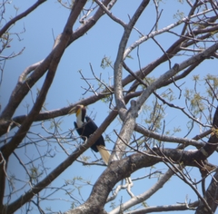 Rhyticeros undulatus