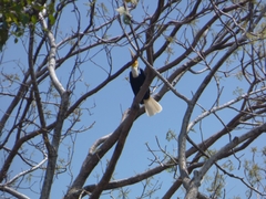 Rhyticeros undulatus