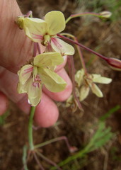Pelargonium schlechteri