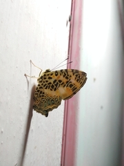 Symbrenthia hypselis